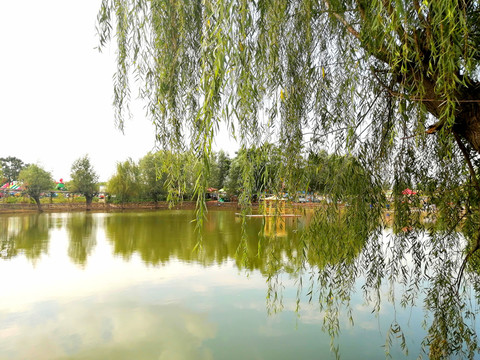 垂柳农村水景观