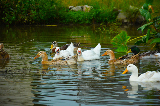 水塘中的鸭子