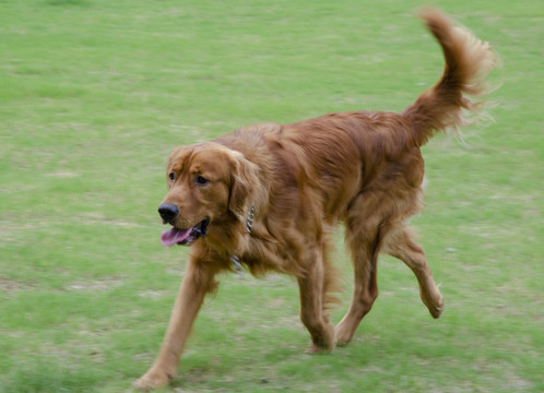 奔跑的金毛犬