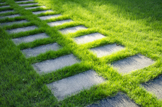 绿色草坪行道