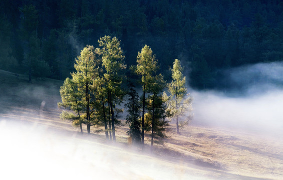森林晨雾新疆风光