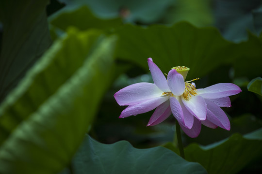 荷花