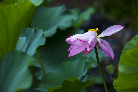 荷花