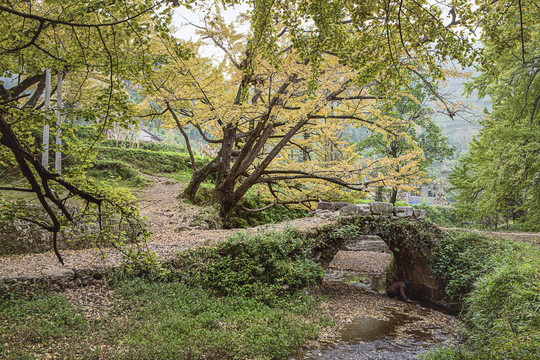 贵州妥乐古老的石拱桥与银杏树