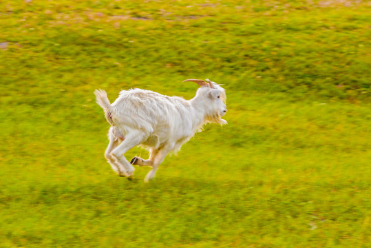 奔跑的羊