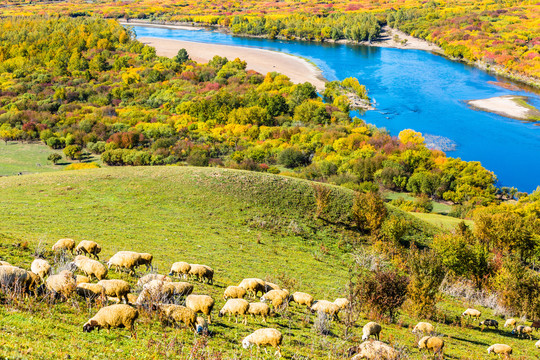 秋季湿地河流羊群