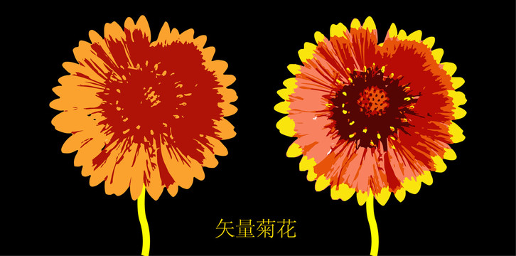 菊花