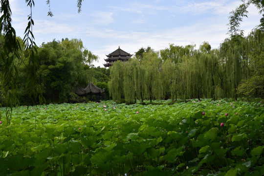 桂湖公园