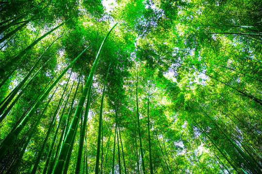 绿色夏日竹林