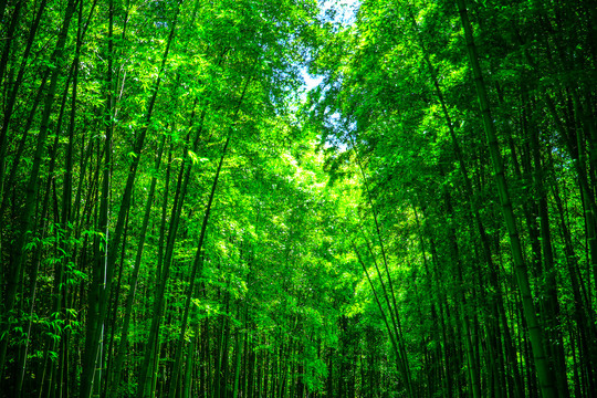 绿色夏日竹林