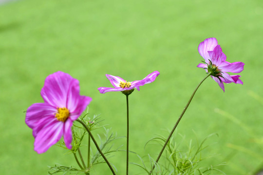 格桑花