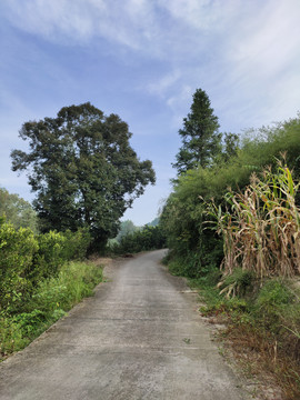 乡村公路与绿植