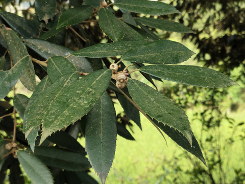 红椆树树叶特写