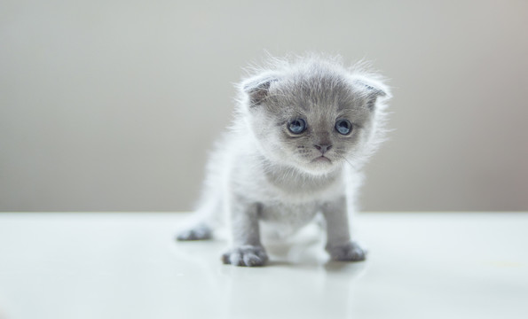 英短蓝猫幼猫