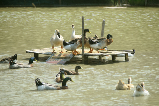 乡村池塘的鸭子和家鹅