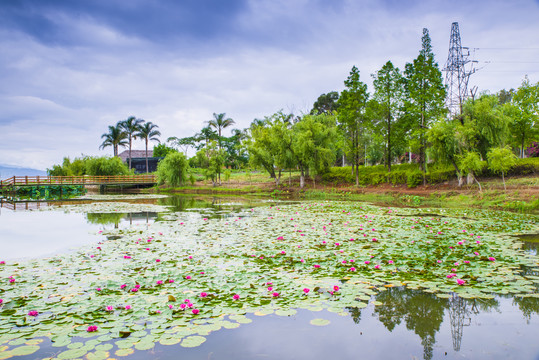 云南抚仙湖湿地