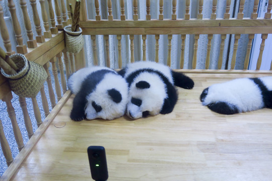 成都大熊猫基地的幼年熊猫