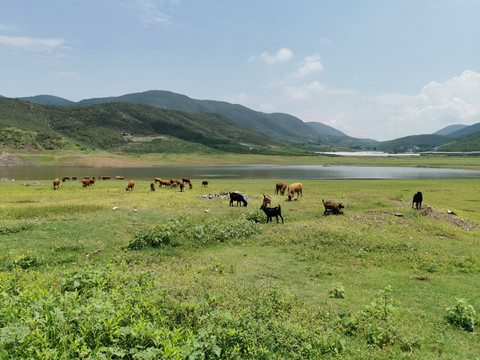 青山绿水牧场黄牛养殖