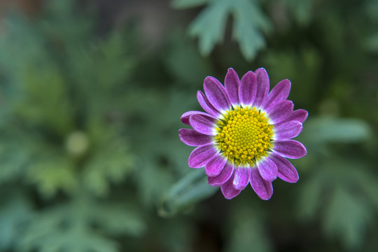 小花特写