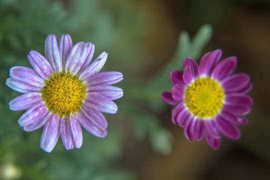 小花特写