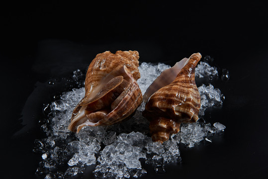 刺身海螺