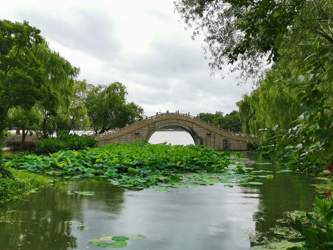 鸳湖桥荷塘