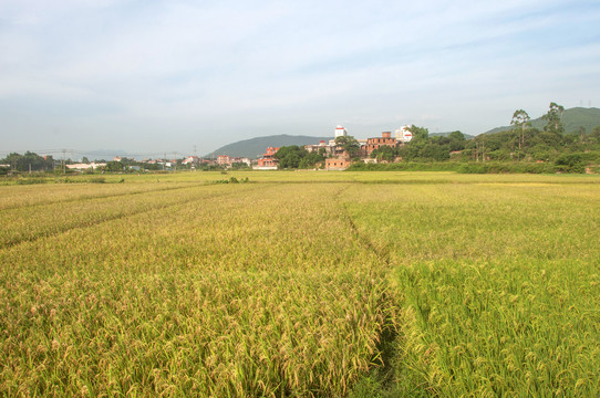 丰收时节