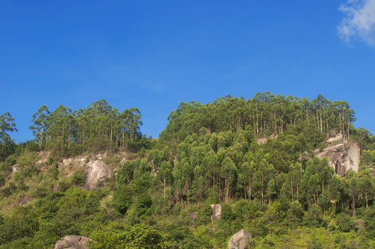 山林桉树