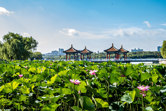 中国长春南湖公园水中盛开的荷花