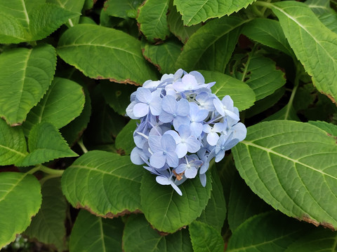 蓝色绣球花特写