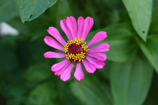 花朵花瓣