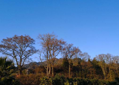 山村古树秋色