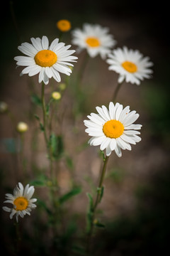 雏菊