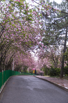 雨后海棠路