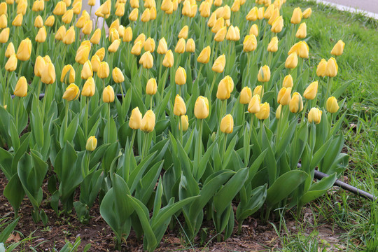 金黄郁金香花丛