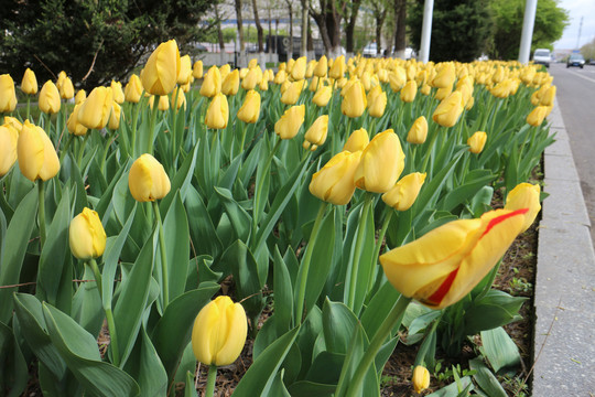 金色郁金香花