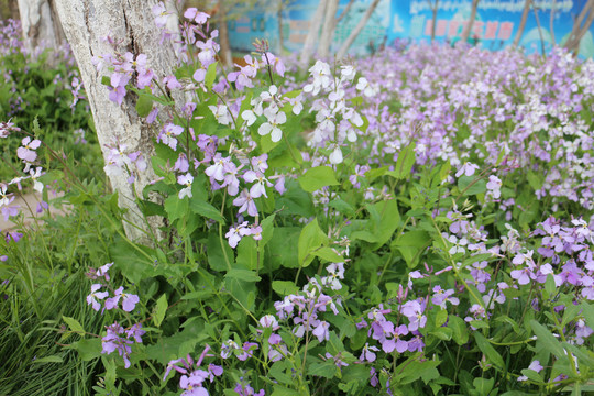 紫色野花