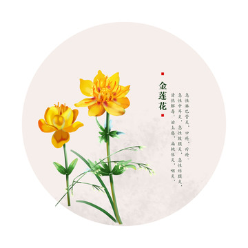 金蓮花