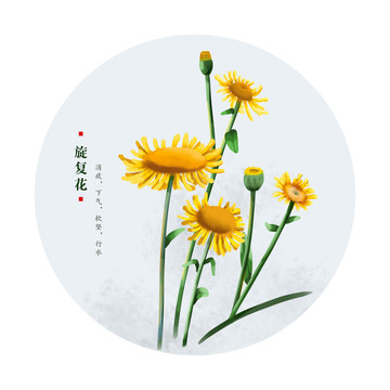 旋復(fù)花