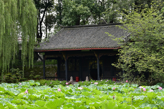 桂湖公园