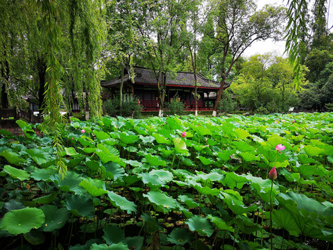 桂湖小锦江