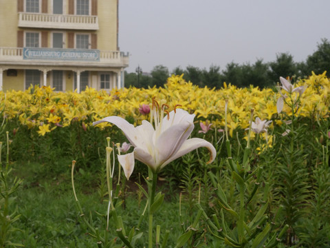 百合花海