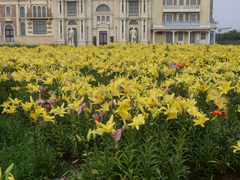 百合花海