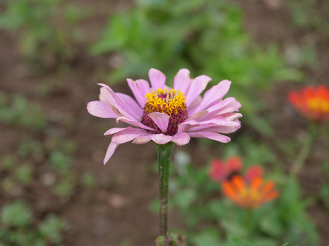 紫锥菊松果菊