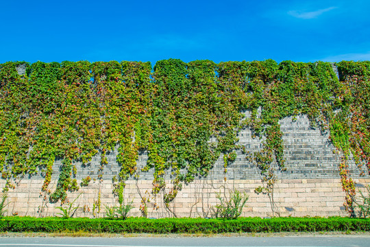 植物城墙