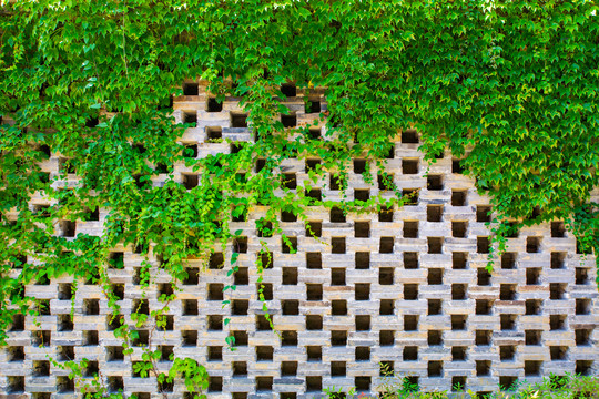 绿叶砖墙