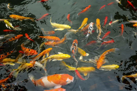 池塘锦鲤