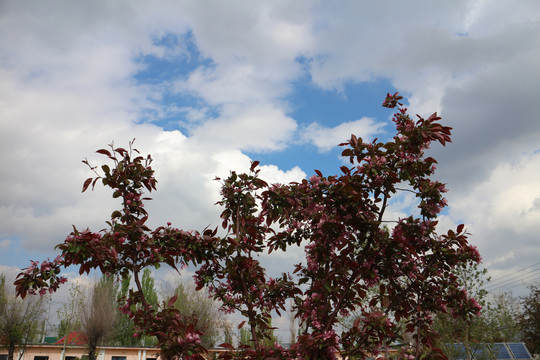 海棠果树开花