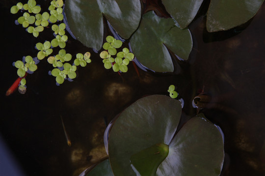 莲花水墉