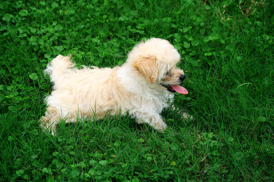 中华田园犬